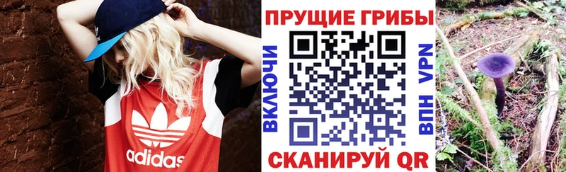 как найти   Тейково  Галлюциногенные грибы Psilocybine cubensis 